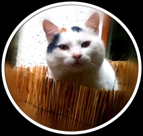 Willow Glen - Snow the cat