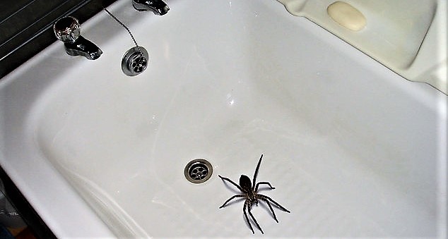 apider in the bath (2)